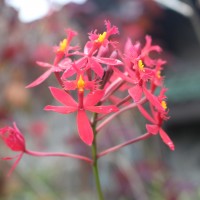 Epidendrum